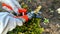 Pruning the garden in early spring. A gardener\'s hand in a work glove cuts dry boxwood branches.