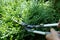 Pruning green bushes in the garden with large pruning shears. Summer Gardening Concept