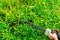 Pruning green spaces with an electric brush cutter. Caring for trees and bushes in the personal plot. Close-up. Unrecognizable