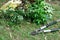Pruning loppers for gardening and pile of leaves