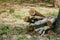 Pruning old trees in the city park. The sawn trunks are stacked in a woodpile. Lumber. Deforestation concept. Harvesting