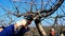 Pruning of orchards