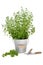 Pruning Oregano herb