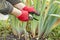 Pruning perennials. Autumn work in the garden. Gloved hands, secateurs, Day-lily