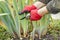 Pruning perennials. Autumn work in the garden. Gloved hands, secateurs, Day-lily