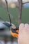 pruning with pruning shears in spring. Gardener pruns the fruit trees by pruner shears. Farmer hand with garden secateurs on