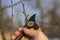 pruning with pruning shears in spring. Gardener pruns the fruit trees by pruner shears. Farmer hand with garden secateurs on