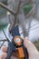 pruning with pruning shears in spring. Gardener pruns the fruit trees by pruner shears. Farmer hand with garden secateurs on