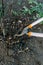 Pruning roses early in the spring. Formation of a rose bush by a gardener. Secateur in the hands of the gardener.