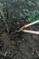 Pruning roses early in the spring. Formation of a rose bush by a gardener. Secateur in the hands of the gardener.