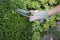 Pruning and shaping a boxwood Buxus sempervirens plant with gloves and pruning shears