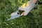 Pruning and shaping a boxwood Buxus sempervirens plant with gloves and pruning shears