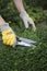 Pruning and shaping a boxwood Buxus sempervirens plant with gloves and pruning shears