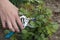 Pruning and shaping a garden rose bush by a gardener using a secateurs