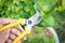 pruning shears