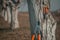 Pruning shears and telescopic ratchet bypass lopper leaning on to walnut tree in orchard