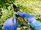 Pruning shrub branch with a garden secateur in summer garden