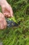 Pruning thuja.Garden Plants Pruning Tool. Garden shears in hands close-up cutting a hedge.Gardening and plant formation
