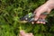 Pruning thuja.Garden Plants Pruning Tool. Garden shears in hands close-up cutting a hedge.Plant pruning.