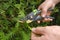Pruning thuja.Garden Plants Pruning Tool. Garden shears in hands close-up cutting a hedge.Plant pruning..Gardening and
