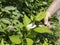 pruning trees, caring for the garden service season secateurs
