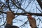 Pruning trees in the garden with a hand tool saw