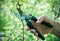 Pruning of trees with secateurs