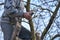 Pruning of trees with secateurs in the garden