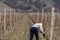 Pruning vineyards