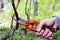 Pruning of the vineyards