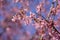 Prunus campanulata bellflower cherry okame flowering early spring ornamental tree, beauty small like bell pink flowers in bloom