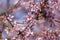 Prunus campanulata bellflower cherry okame flowering early spring ornamental tree, beauty small like bell pink flowers in bloom