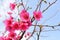  Prunus campanulata, cherry blossom flower, nature, blue sky