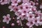 Prunus Cerasifera Detail. Spring Pink Little Flowers
