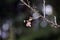 Prunus cerasoide, Wild Himalayan Cherry