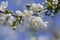 Prunus cerasus flowering tree flowers, group of beautiful white petals tart dwarf cherry flowers in bloom