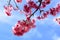 Prunus, Cherry Blossom and blue sky