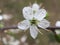 Prunus cherry tree flower