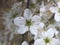 Prunus cherry tree flowers