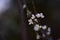 Prunus domestica flowers. plum tree in blooming period