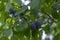 Prunus domestica tree branches full of fresh ripening blue fruits and green leaves, late summer plums