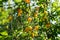 Prunus domestica yellow mirabelle