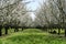 Prunus dulcis, flowering nonpareil almond tree bra