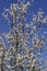 Prunus dulcis, flowering nonpareil almond tree bra