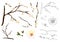 Prunus mume Outline - Chinese plum, Japanese apricot flower, Plum Blossom. Vector Illustration. isolated on white Background.