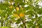Prunus padus, bird cherry green and yellow leaves