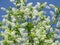 Prunus padus, bird cherry, hackberry, hagberry, or Mayday tree