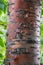 Prunus padus, bird cherry, hackberry, hagberry, Mayday tree golden bark of trunk in green forest