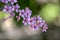 Prunus padus colorata pink flowering cultivar of bird cherry hackberry tree, hagberry mayday tree in bloom in sunlight