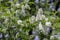 Prunus padus white flowering bird cherry hackberry tree, hagberry mayday tree in bloom, ornamental park flowers on branches